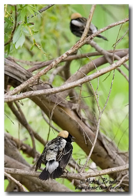 Goglu des prs - Bobolink