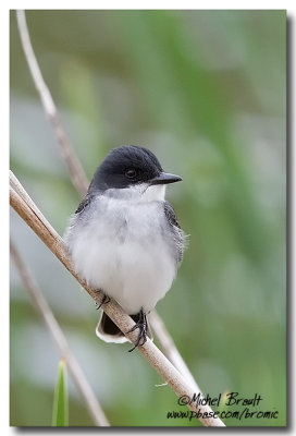 Tyran Tritri - Eastern Kingbird