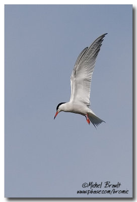 Sterne pierregarin - Common Tern