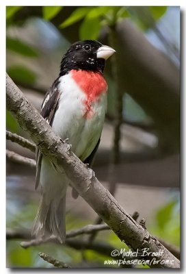 Cardinal ŕ poitrine rose - Rose-Breasted Grosbeak