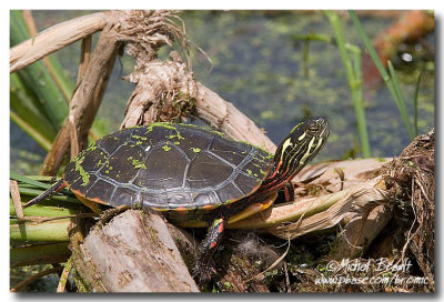 Tortue peinte - Painted Turtle