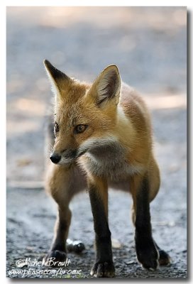 Renard roux - Red Fox
