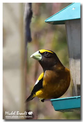 Gros-Bec errant -Evening Grosbeak