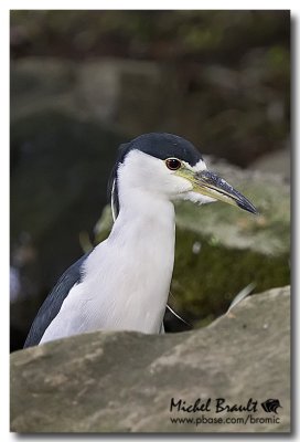 Bihoreau gris - Black-crowned Night-Heron