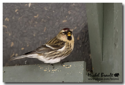 Sizerins - Redpolls