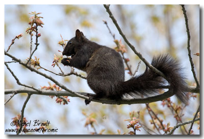 cureuil noir - Black Squirrel
