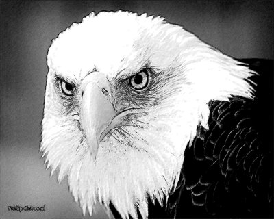 Bald Eagle sketch 2.jpg
