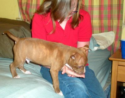 Karen and Zoey's new pit bull puppy, Loki.