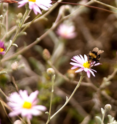 Bee-on-flower-1_2010-08-19_.jpg