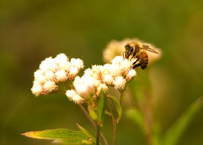Bee-on-flower-2_2010-08-19_.jpg