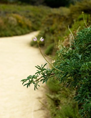 Along-the-path_2010-08-19_0500.jpg