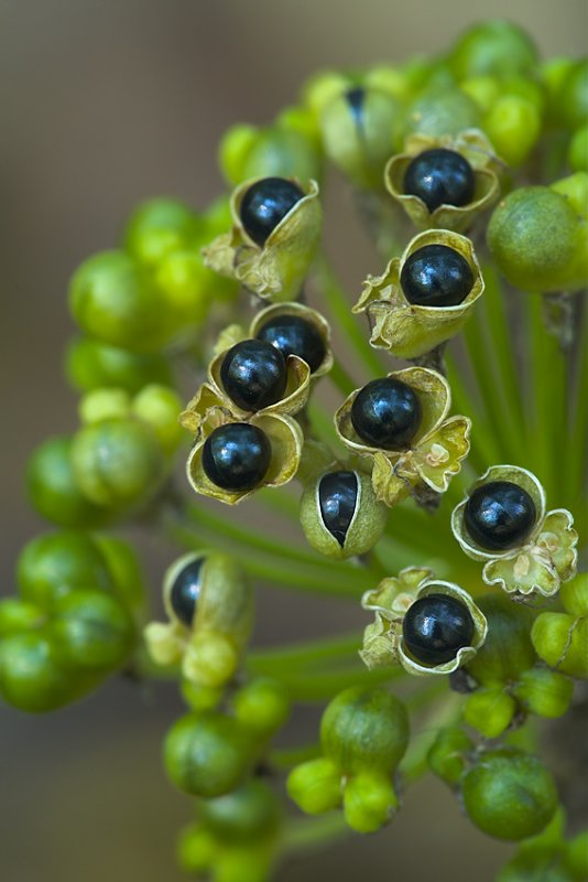 Wild Leek