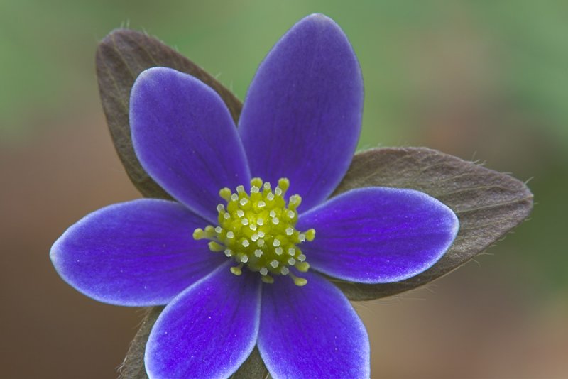 Hepatica