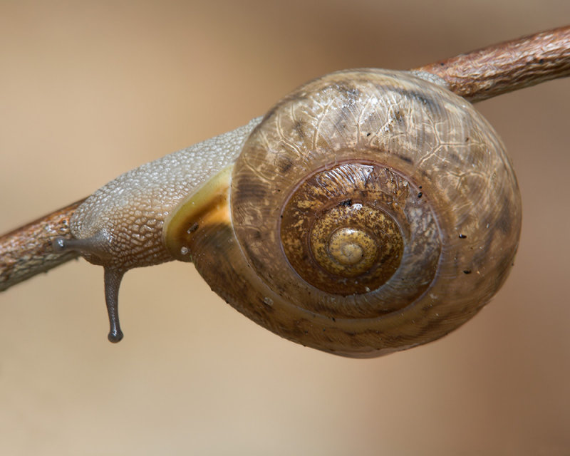 Snail and Twig