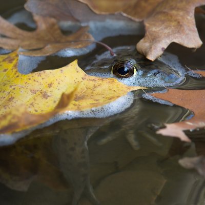 Bull Frog and Leaves