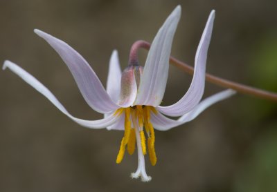 Trout Lily