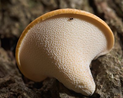 Dryad's Saddle and Spider