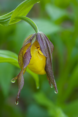 Yellow Lady's Slipper, Young