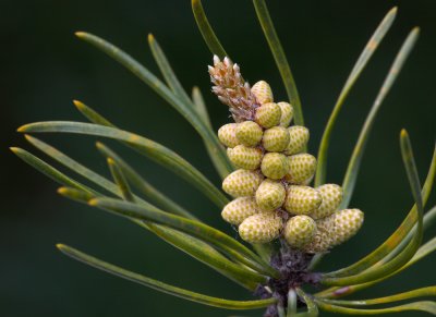 Austrian Pine, Male Cone