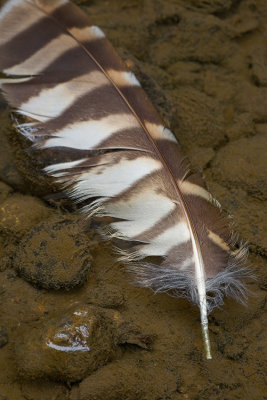Feather and Stream