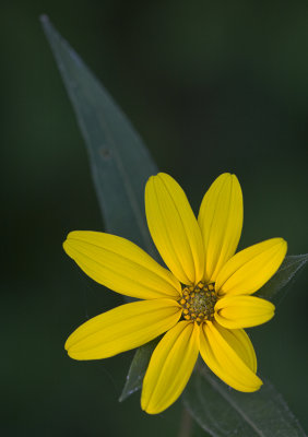 Woodland Sunflower II
