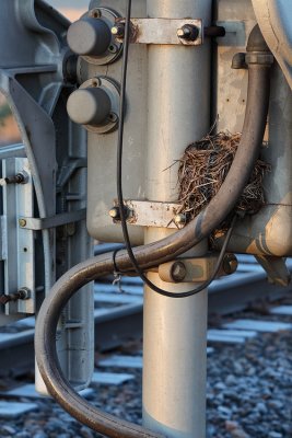Nest at Crossing Signal