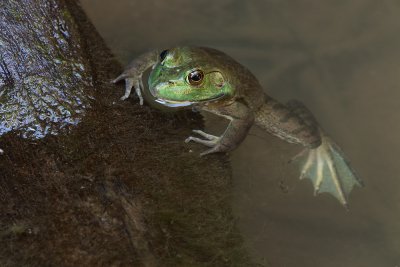 Bullfrog, Female