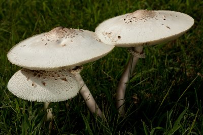 Lepiota