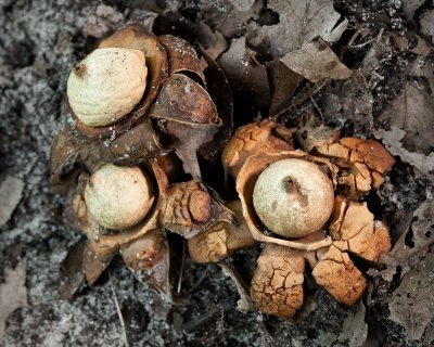 Collared Earthstar