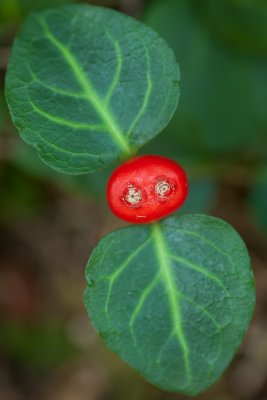 Partridgeberry