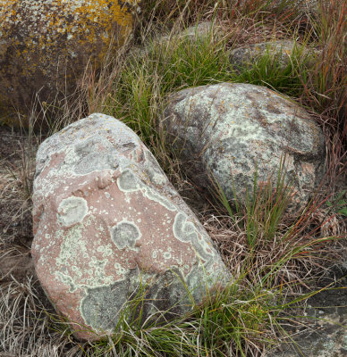 Field Boulders with Lichen 