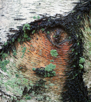 Poplar with Lichen 