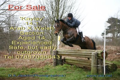 horse_sale