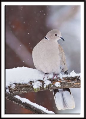 Eurasian Collared Dove in the Snow