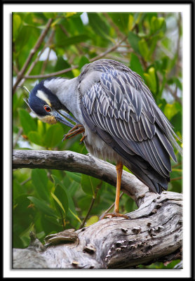 Yellow Crowned Night Heron