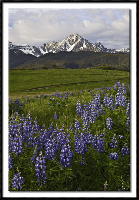Lupine and Mt. Sneffels