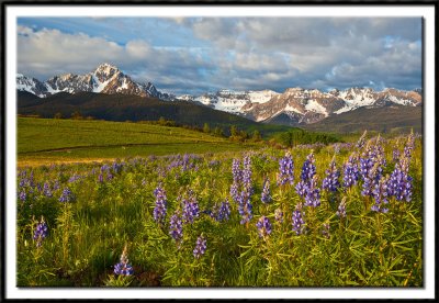 Field of Lupine and the Sneffels Range