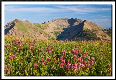 Wildflowers of Indian Trail Ridge