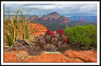 Cactus Bloom Atop Doe Mountain