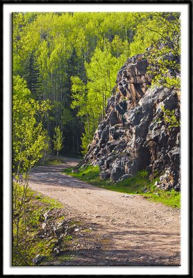 Aspens Along Lime Creek Road