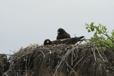 Galapagos Eagle