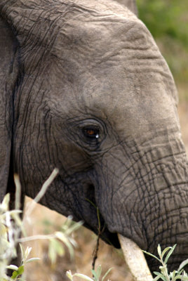 Elefant