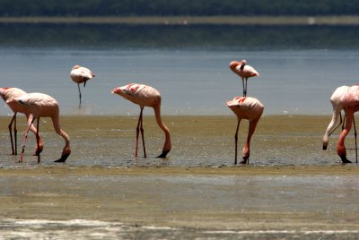 Flamingoer Lake Nakuro
