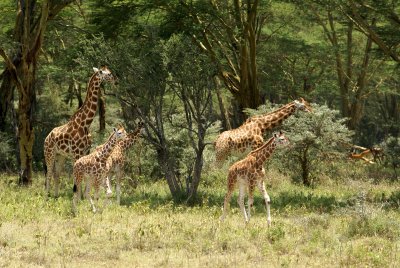 Giraffer