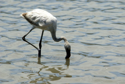Hvid-Flamingo