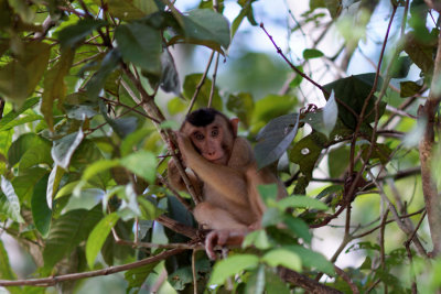 Kinabatangan River