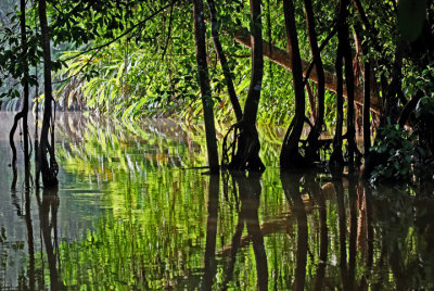 Kinabatangan River