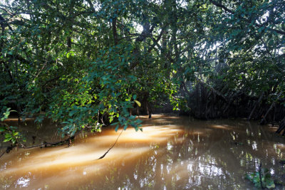 Kinabatangan River