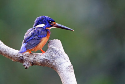 Kinabatangan River