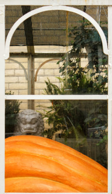 great pumpkin at the window